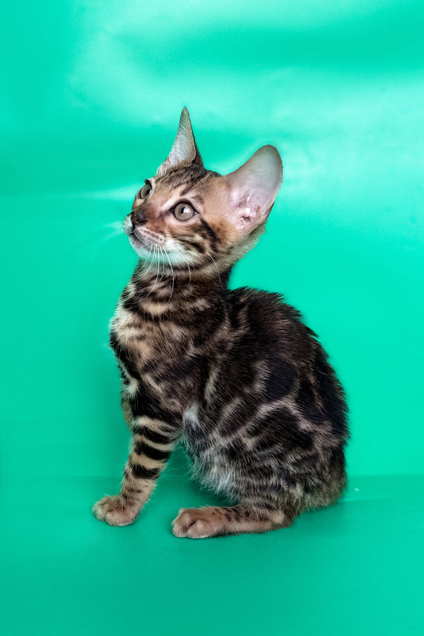 Ector | Bengal Kitten