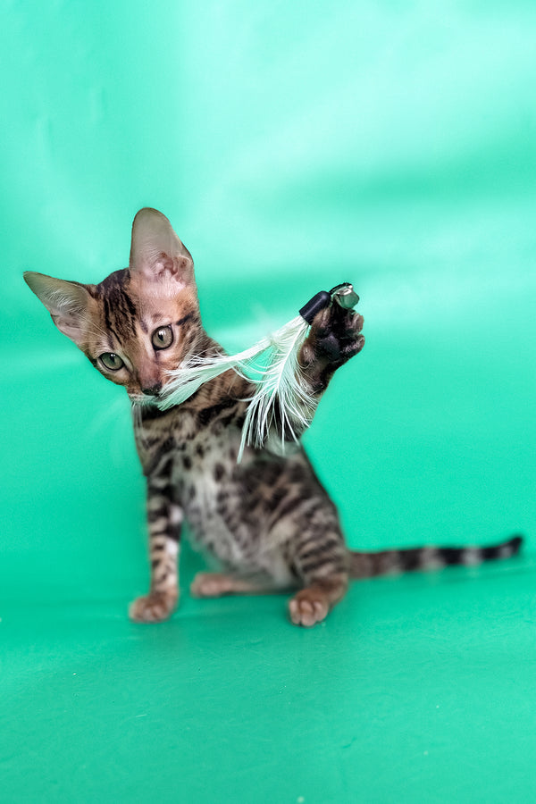 Ector | Bengal Kitten