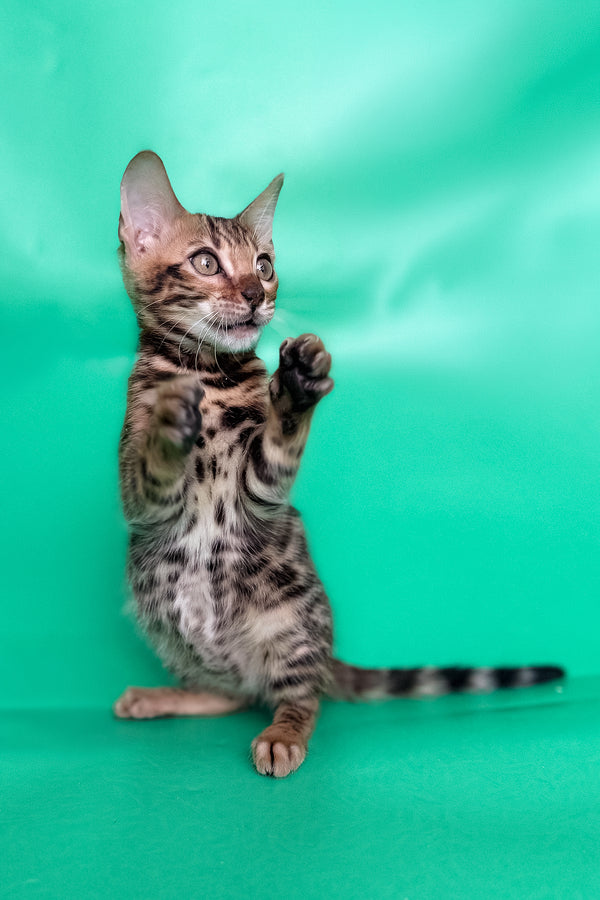Ector | Bengal Kitten
