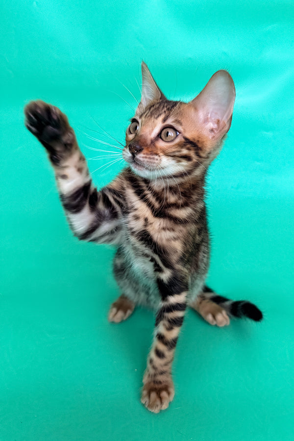 Ector | Bengal Kitten