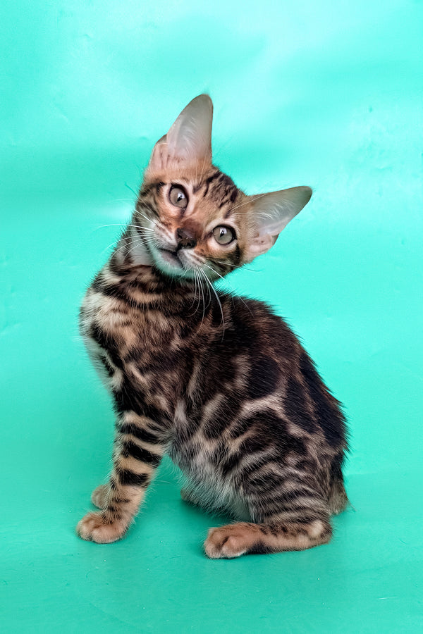 Ector | Bengal Kitten