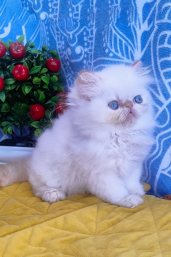 Eddie | Persian Kitten