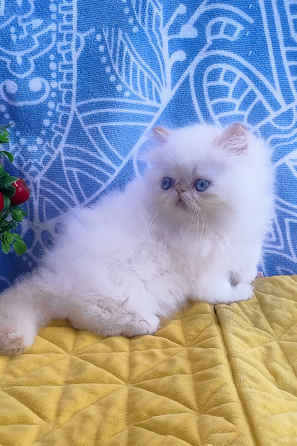 Eddie | Persian Kitten