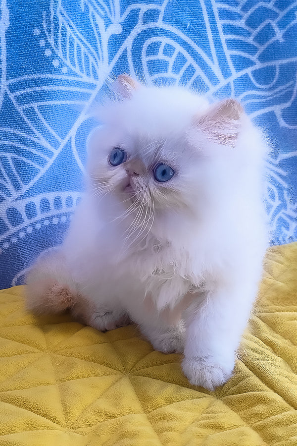 Eddie | Persian Kitten