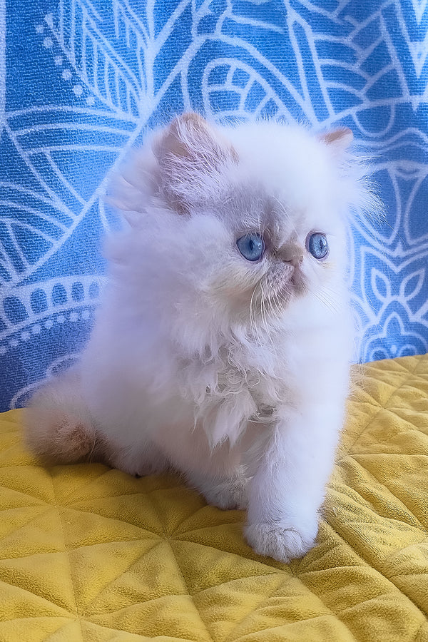 Eddie | Persian Kitten