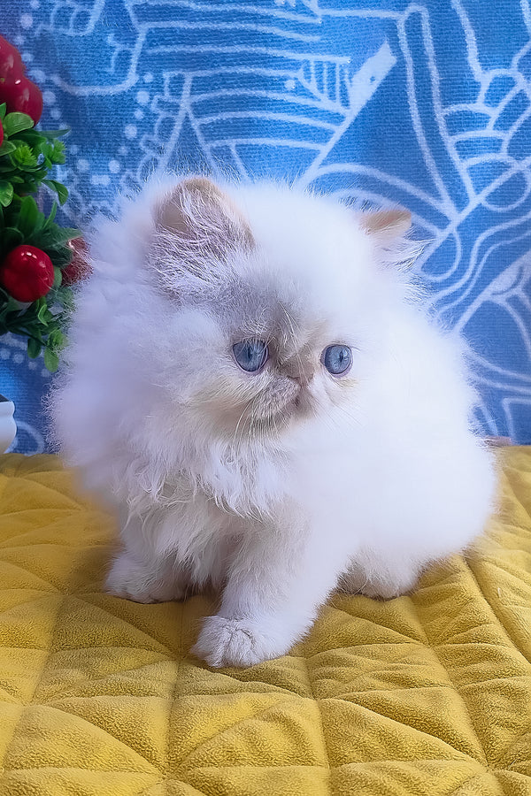 Eddie | Persian Kitten