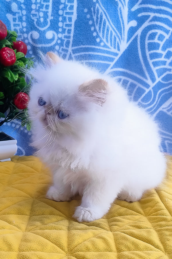 Eddie | Persian Kitten