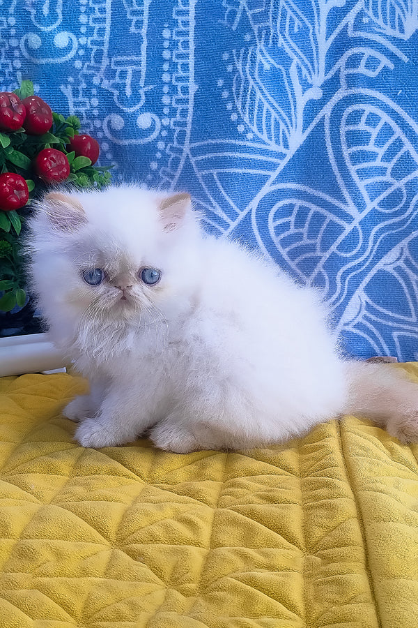 Eddie | Persian Kitten
