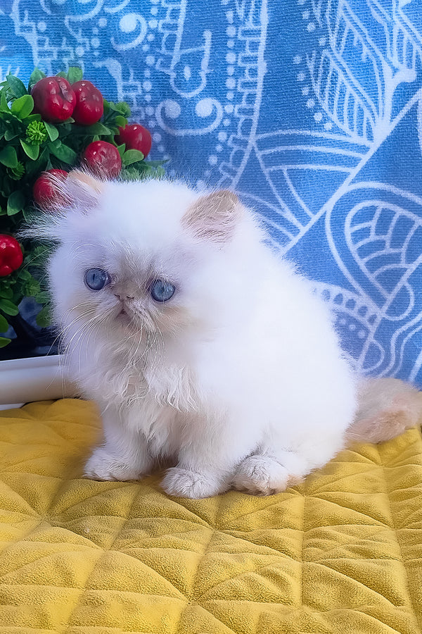 Eddie | Persian Kitten