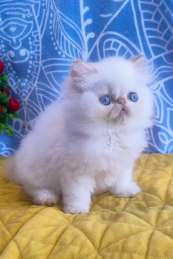 Eddie | Persian Kitten
