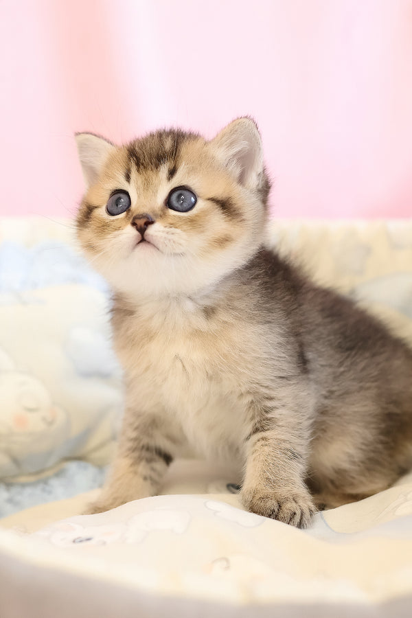 Edmond | Scottish Straight Kitten