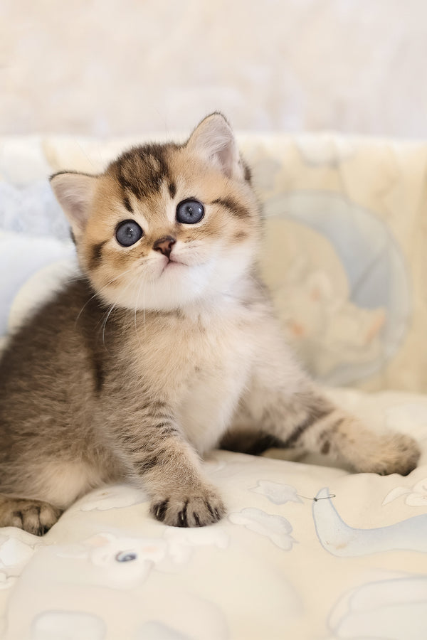 Edmond | Scottish Straight Kitten