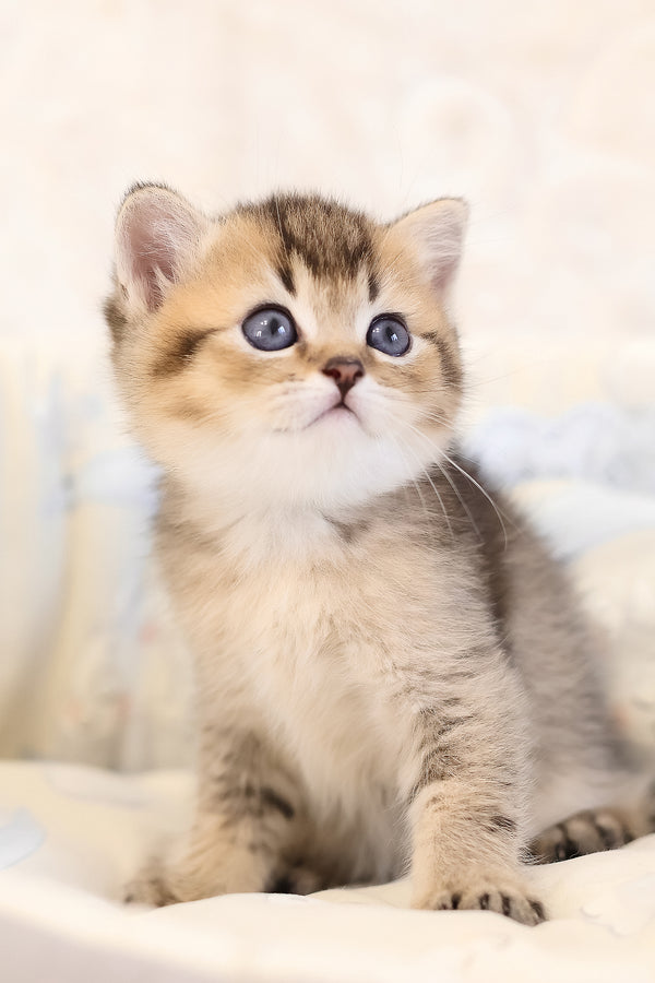Edmond | Scottish Straight Kitten