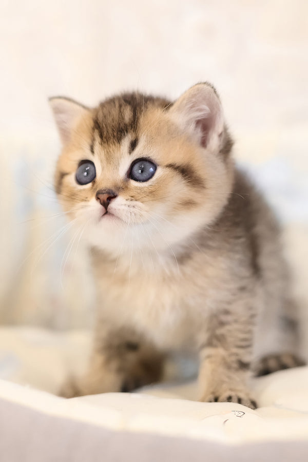 Edmond | Scottish Straight Kitten