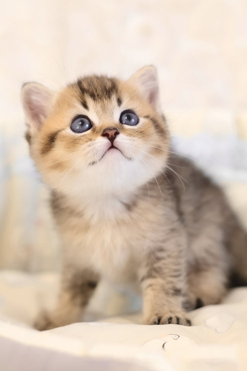 Edmond | Scottish Straight Kitten
