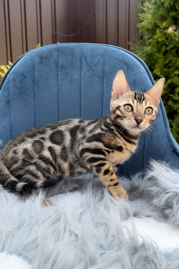 Edward | Bengal Kitten