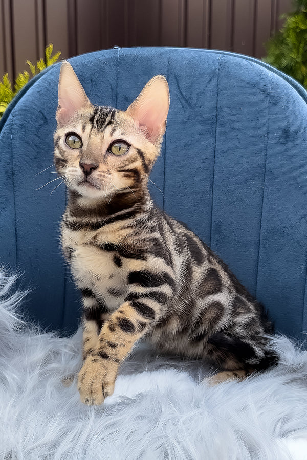 Edward | Bengal Kitten