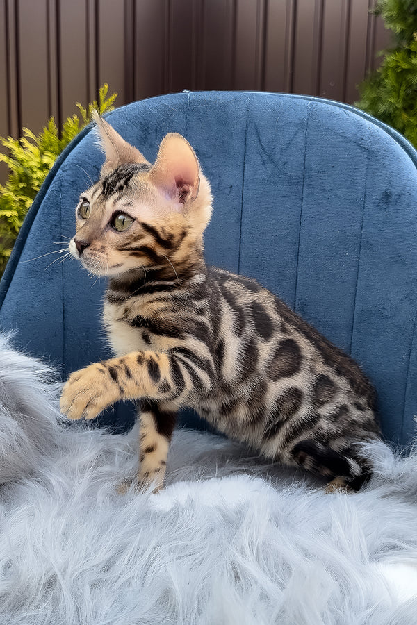 Edward | Bengal Kitten
