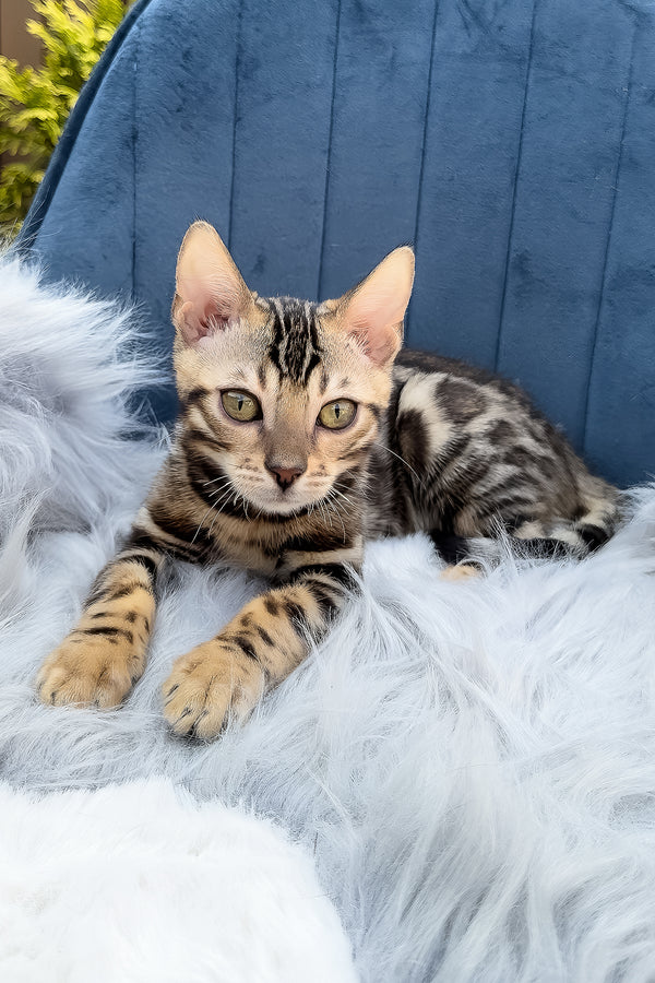 Edward | Bengal Kitten