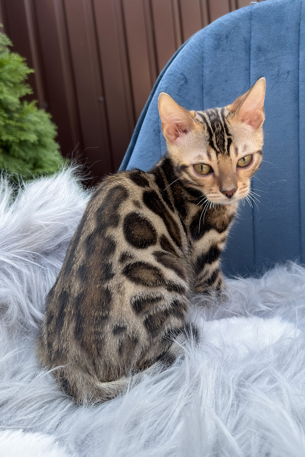 Edward | Bengal Kitten