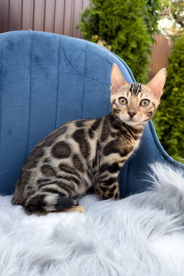 Edward | Bengal Kitten
