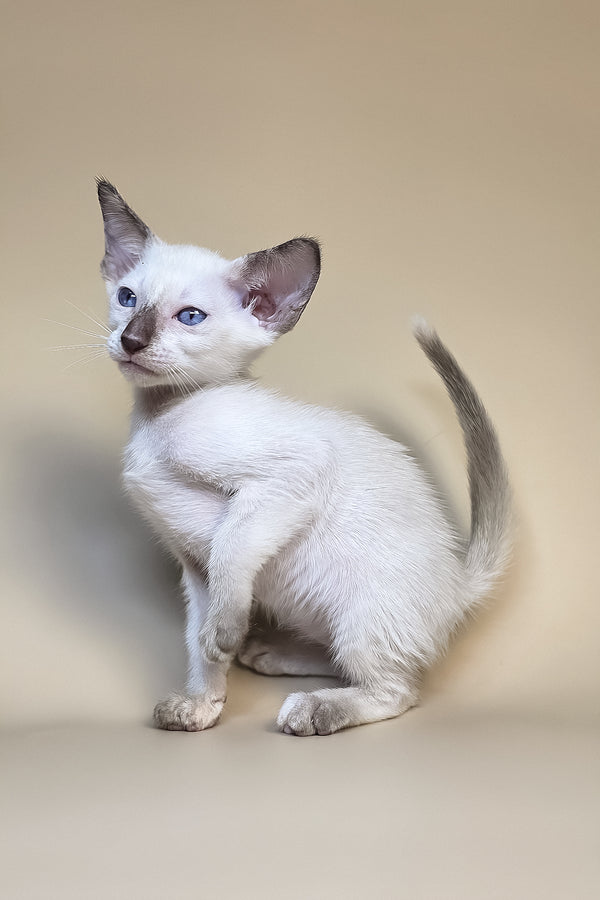 Eir | Oriental Shorthair Kitten