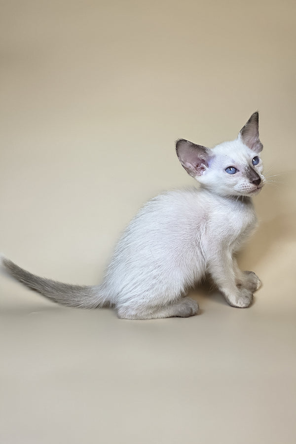 Eir | Oriental Shorthair Kitten