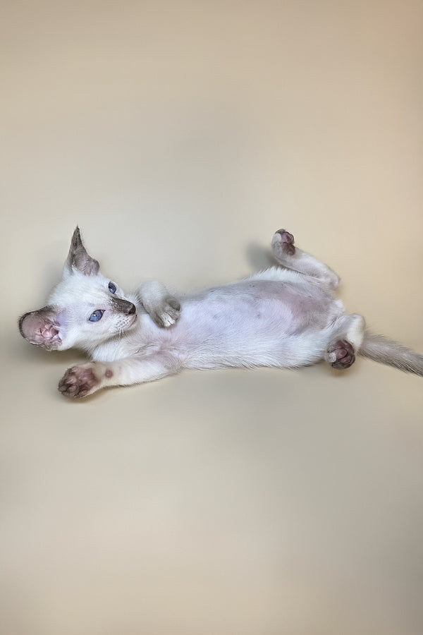 Eir | Oriental Shorthair Kitten