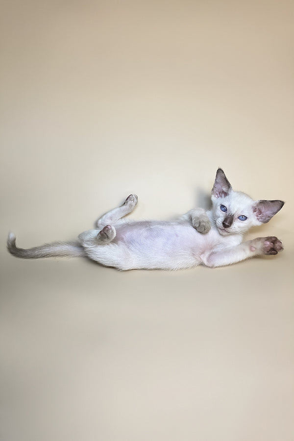 Eir | Oriental Shorthair Kitten