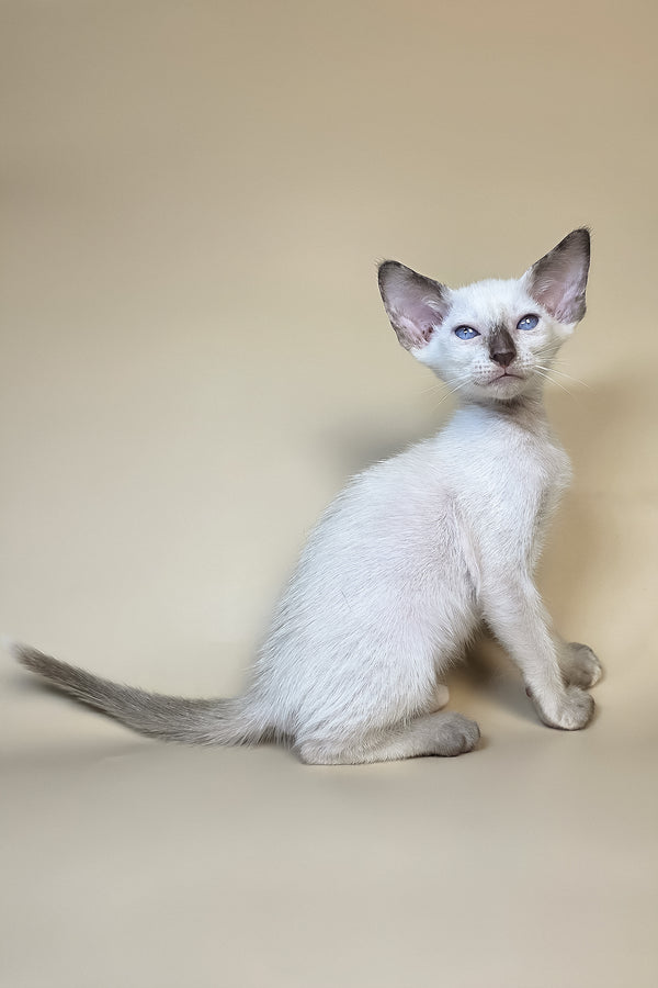 Eir | Oriental Shorthair Kitten