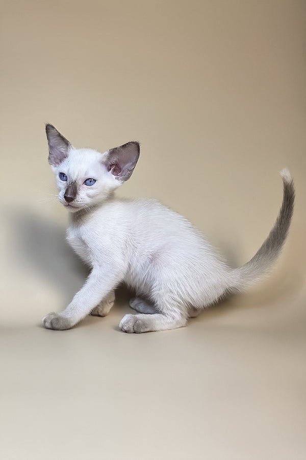 Eir | Oriental Shorthair Kitten