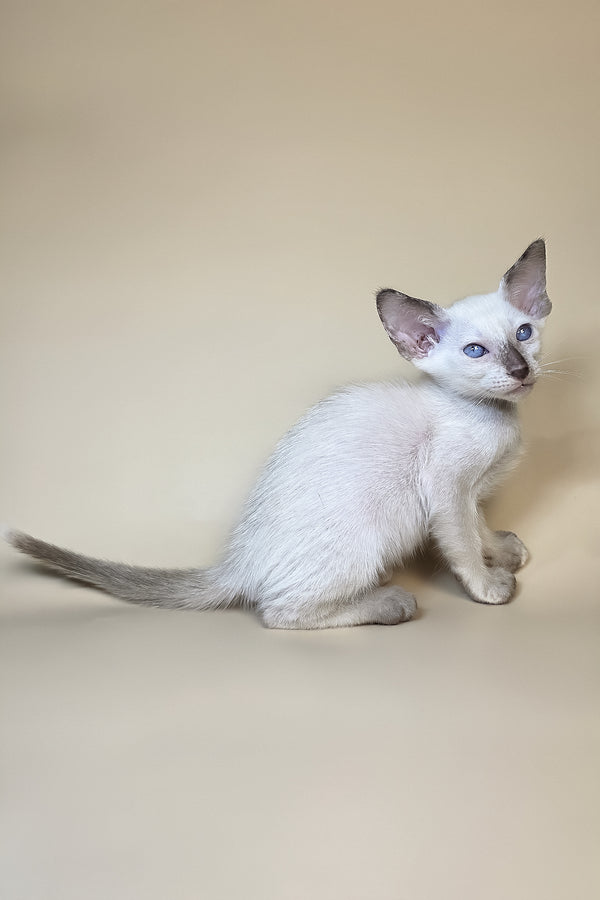 Eir | Oriental Shorthair Kitten