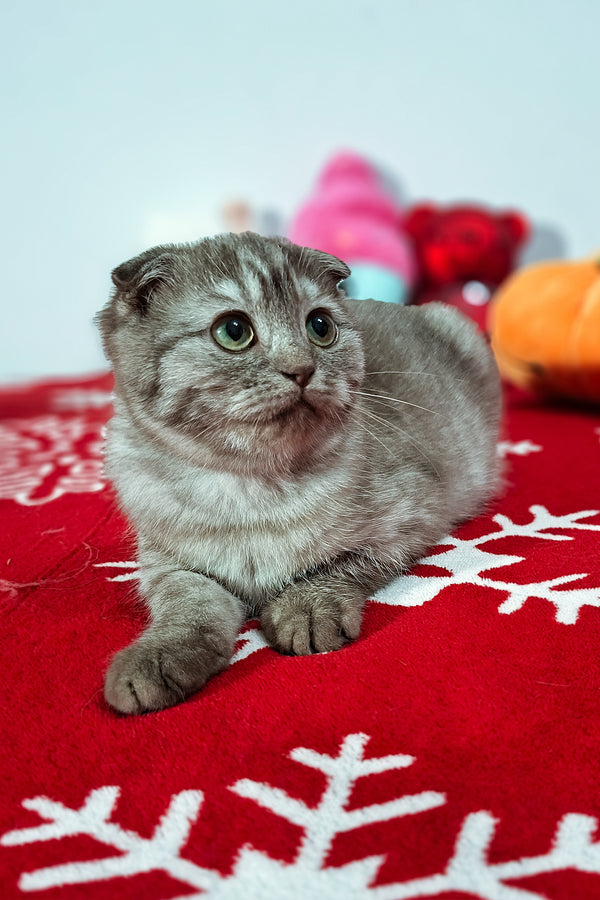Ela | Scottish Fold Kitten