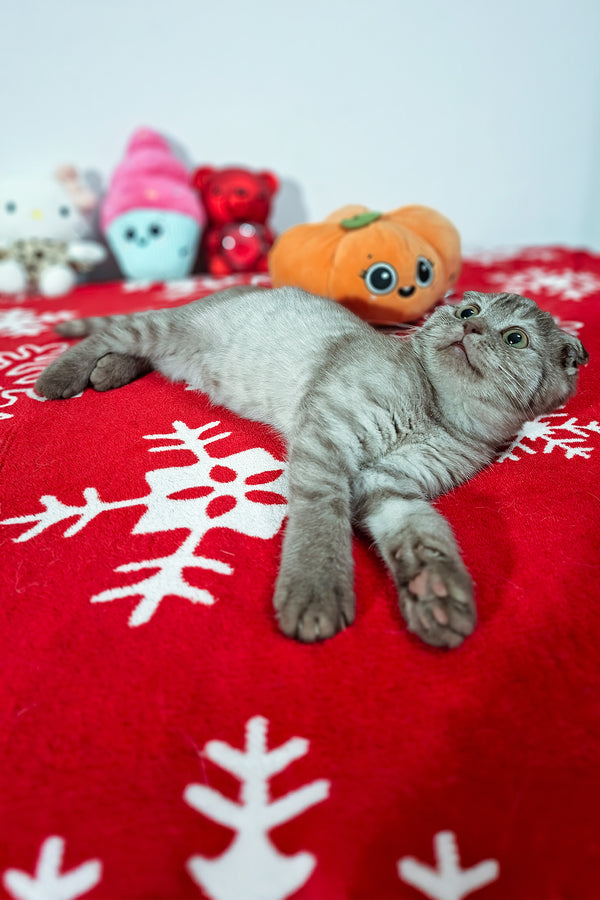 Ela | Scottish Fold Kitten