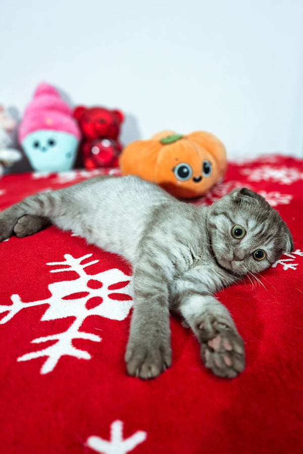 Ela | Scottish Fold Kitten