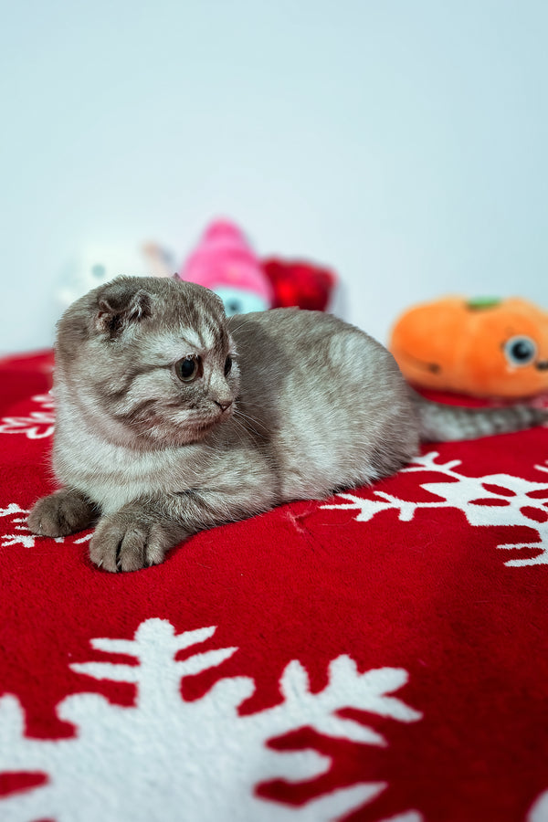Ela | Scottish Fold Kitten