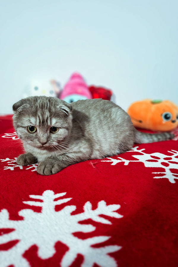 Ela | Scottish Fold Kitten