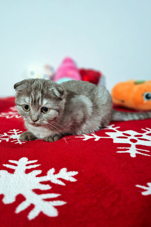 Ela | Scottish Fold Kitten