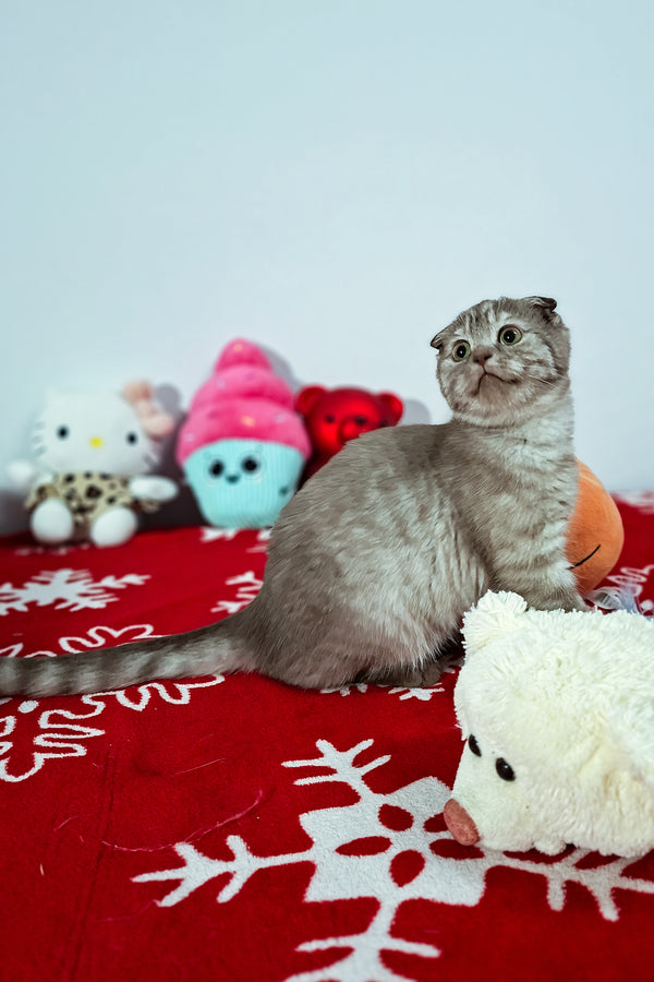 Ela | Scottish Fold Kitten