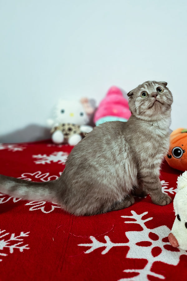 Ela | Scottish Fold Kitten