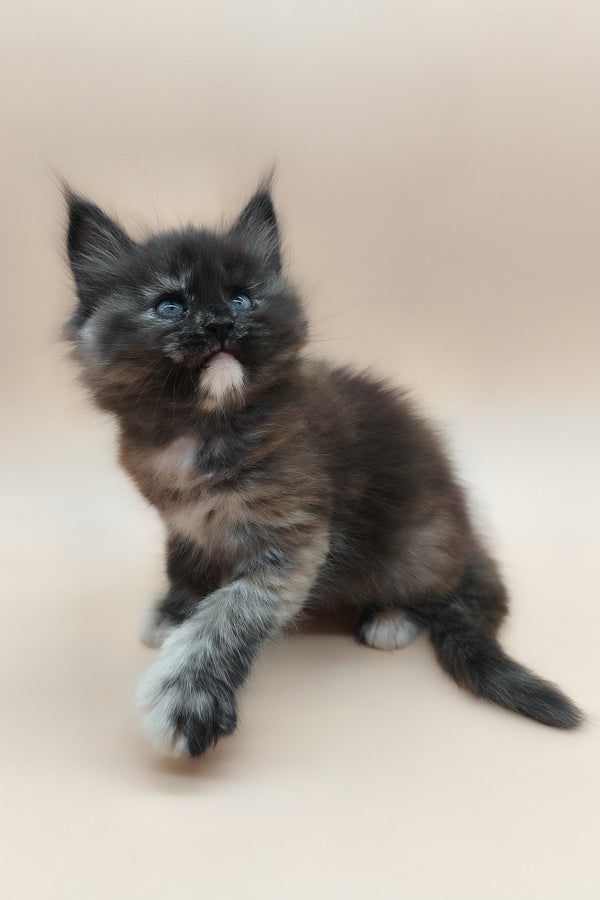 Elaina | Maine Coon Kitten