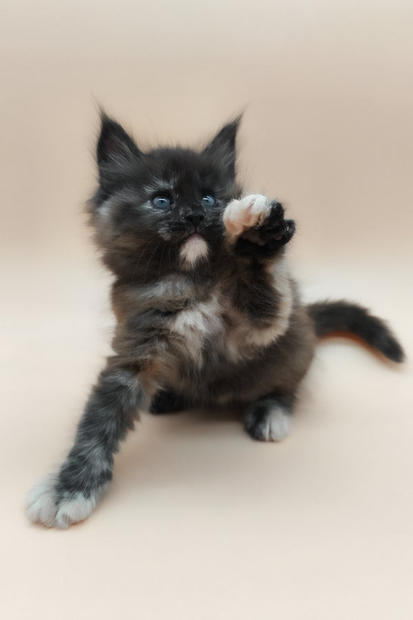 Elaina | Maine Coon Kitten