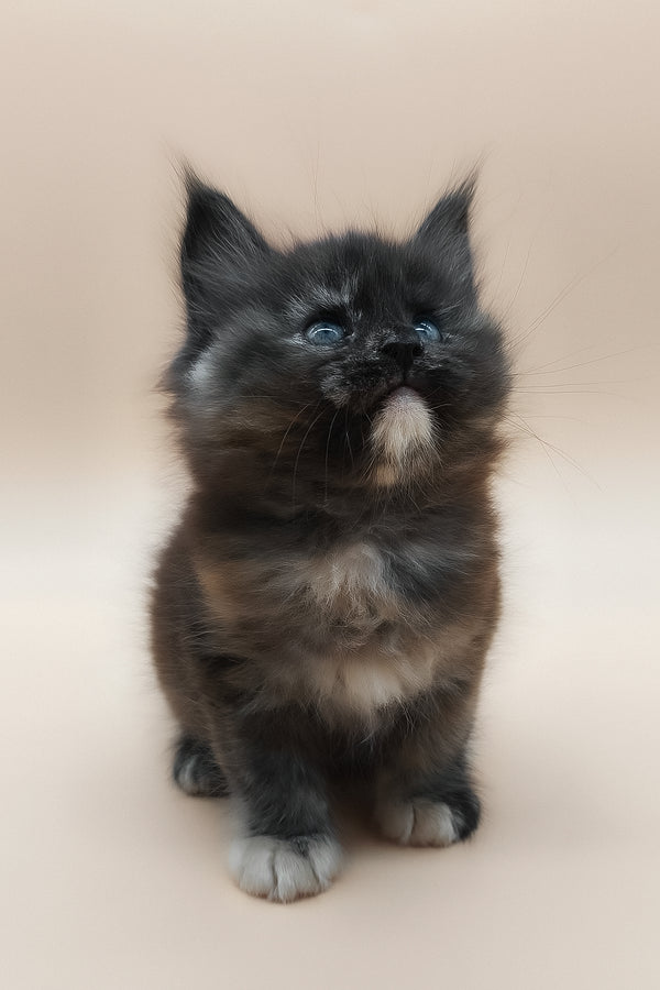 Elaina | Maine Coon Kitten