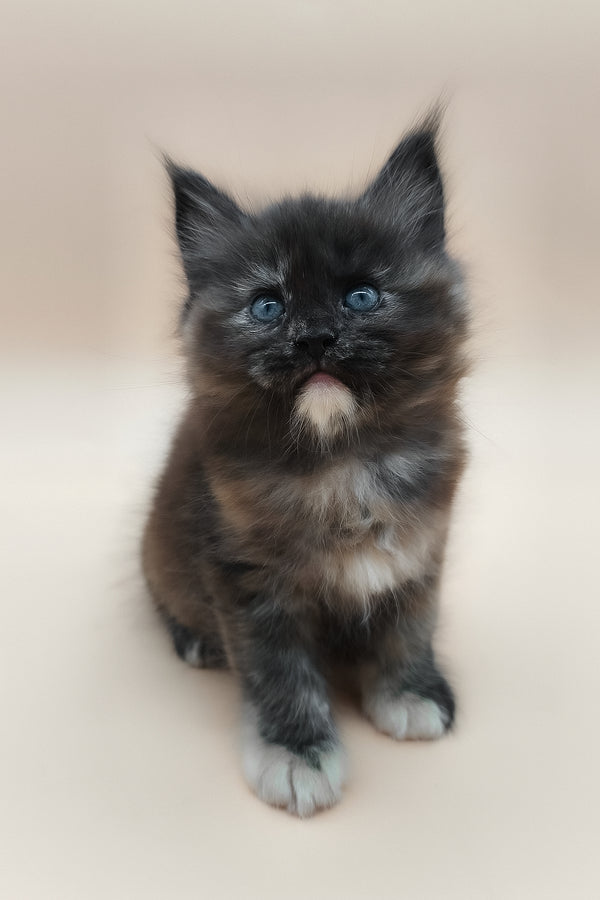 Elaina | Maine Coon Kitten