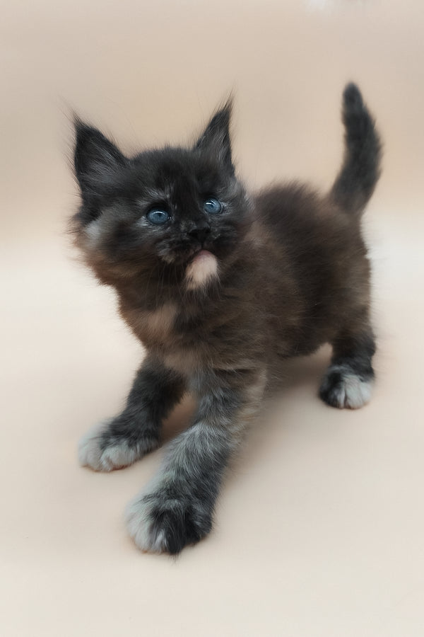 Elaina | Maine Coon Kitten