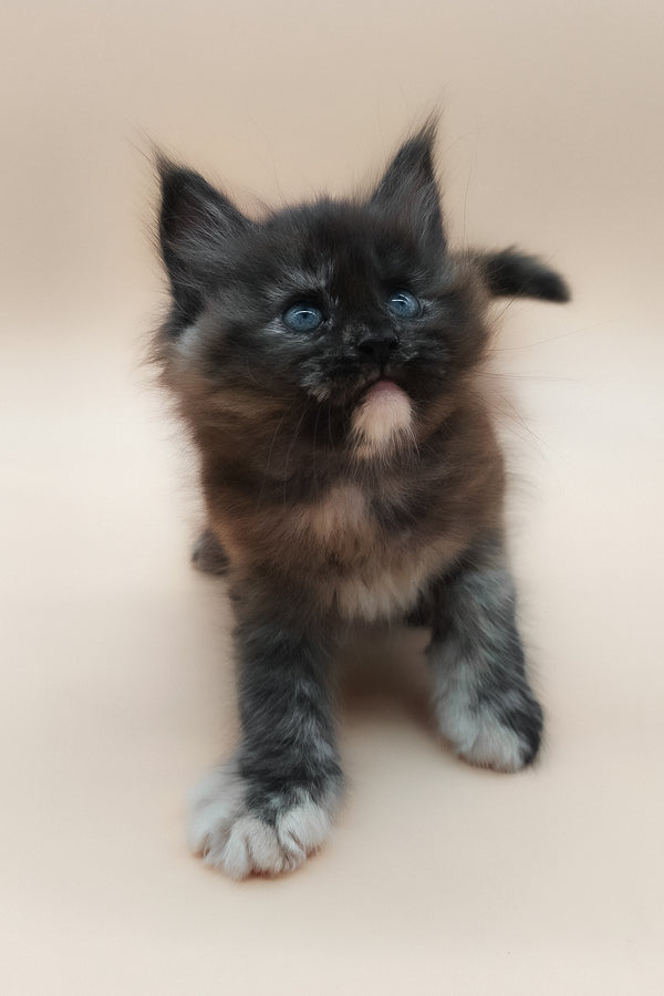Elaina | Maine Coon Kitten