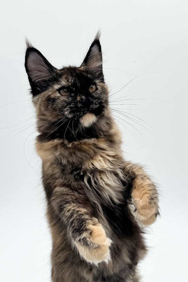 Elaina | Maine Coon Kitten