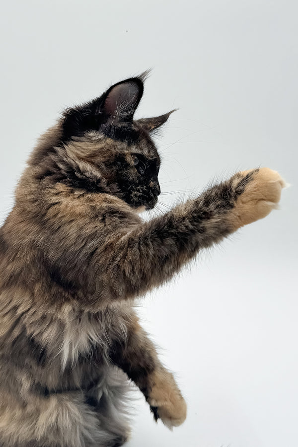 Elaina | Maine Coon Kitten