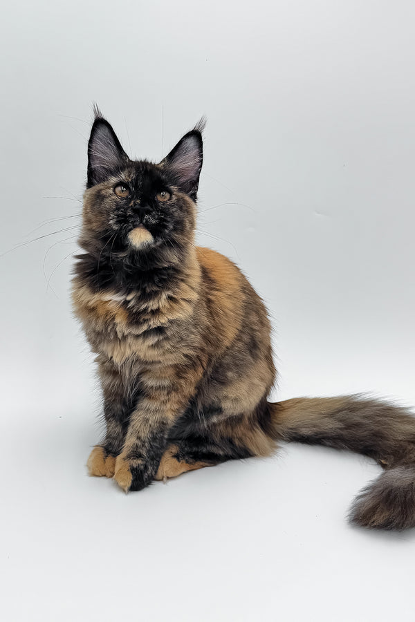 Elaina | Maine Coon Kitten