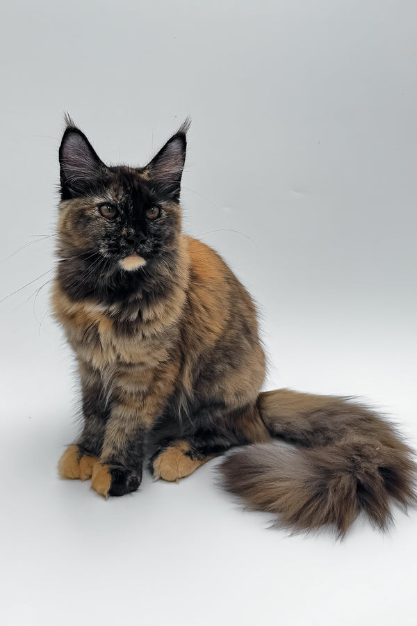 Elaina | Maine Coon Kitten